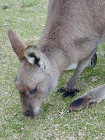 grey kangaroo | NSW