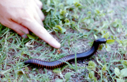 millipede
