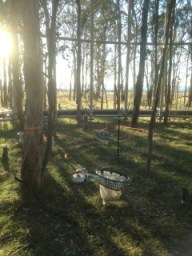 CO2 enrichment Cumberland Plain Woodland