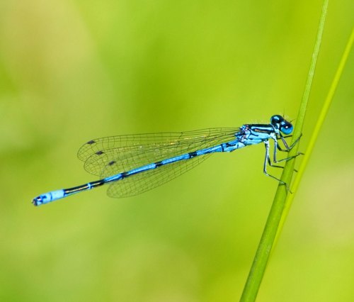 damselfly