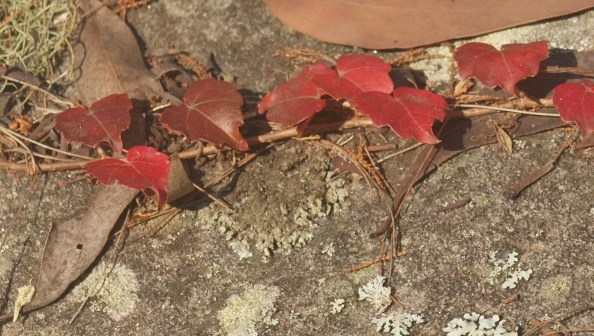 What I learnt lately about…&nbsp;tradesmen