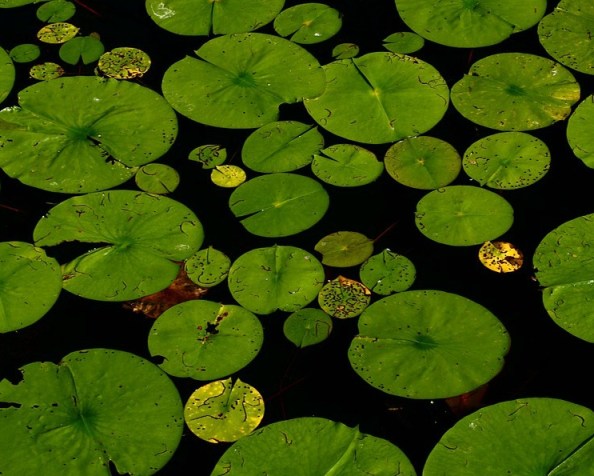 The lily pad&nbsp;puzzle