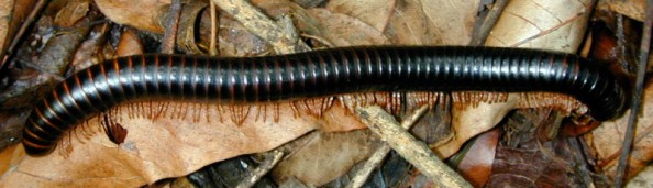 AlloporusMillipede.jpg