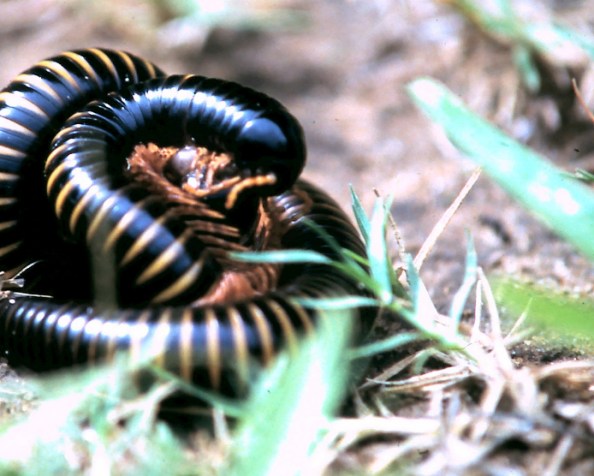 Sex in millipedes