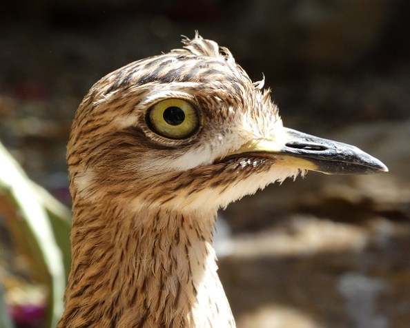 Incredulous Incredulous