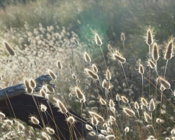 Obsessions with endangered&nbsp;species?