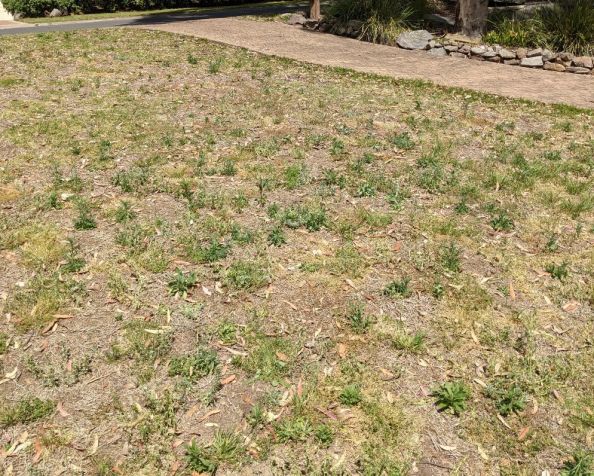 Green up the&nbsp;lawn