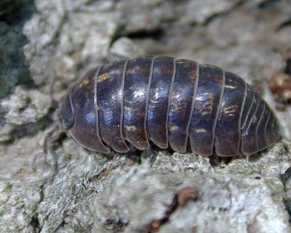 How to do science with the naivety of&nbsp;youth